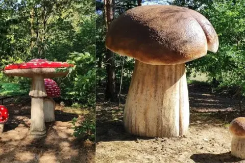 Gdzie na grzyby z noclegiem? Odkryj najlepsze miejsca w Polsce