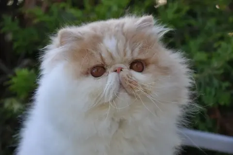 En fluffig, exotisk katt med stora, bärnstensfärgade ögon tittar fram ur grönska.