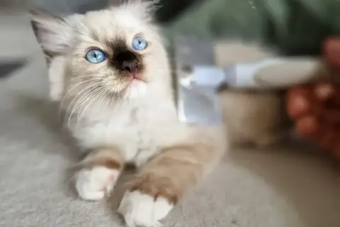 Uroczy kotek rasy ragdoll z niebieskimi oczami, czesany szczotką. Czy ragdoll śmierdzi? Absolutnie nie, pachnie czystością i miłością!