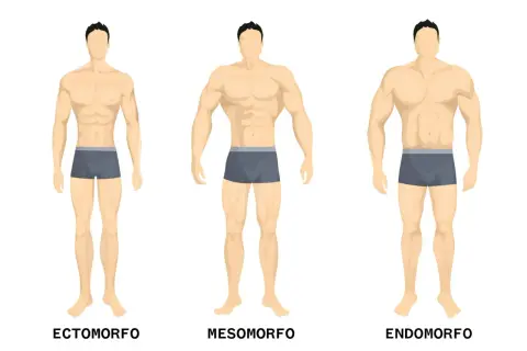 Tre fisici maschili: ectomorfo snello, mesomorfo muscoloso, endomorfo robusto.
