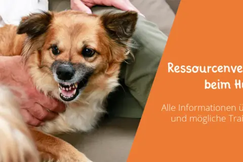 Ein Hund zeigt Zähne, was auf Ressourcenverteidigung hindeutet. Informationen zu Gründen und Trainingsansätzen.