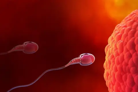 Spermatozoa zbliżają się do komórki jajowej, rozpoczynając proces zapłodnienia i potencjalną implantację.