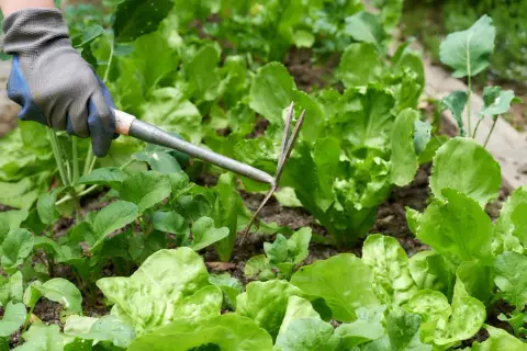 Gärtner mit Handschuh jätet Unkraut zwischen frisch gepflanztem Salat.