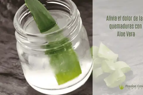 Hoja de aloe vera en un frasco con agua, ideal para aliviar quemaduras solares.