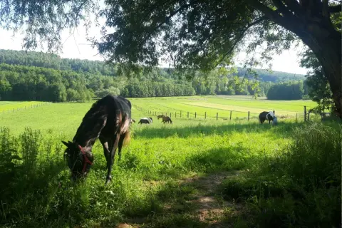 Stadnina na Dębinie - wyjątkowe miejsce dla miłośników koni