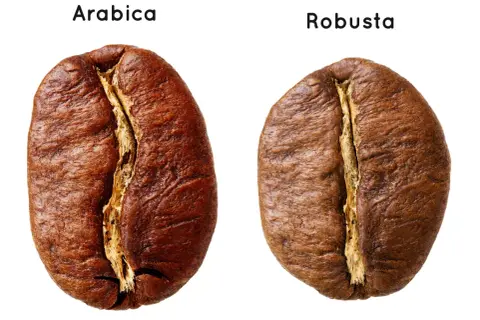 Ziarna kawy Arabica i Robusta. Która kawa lepsza? Zobacz różnice w wyglądzie.
