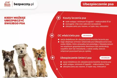 Ile kosztuje głupi jaś dla psa? Ceny, bezpieczeństwo, alternatywy