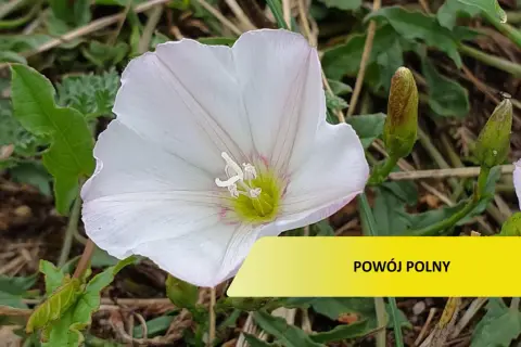 Biały kwiat powoju polnego, który może wymagać oprysku, rozkwita wśród zieleni.