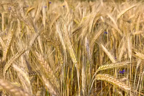 Champ de blé mûr, les épis dorés se balancent. La densité de semis de triticale kg/ha est optimisée pour une récolte abondante.