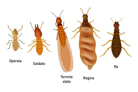 Le diverse caste di termiti: operaia, soldato, termite alata, regina e re. Essenziali per la disinfestazione termiti.
