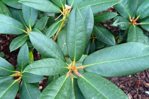 Gęste, zielone liście rododendrona. Idealny czas, kiedy sadzić rododendrony, to wiosna lub jesień, aby zapewnić im najlepszy start.