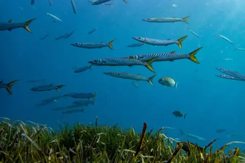 Bancos de barracudas y otros peces nadan en aguas azules, un espectáculo de la fauna del Cabo de Gata.