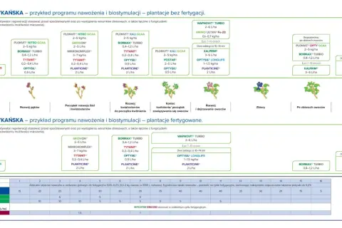 Program nawożenia borówki amerykańskiej. Kiedy zakwaszać borówkę? Schemat pokazuje fazy wzrostu roślin i zalecane zabiegi.