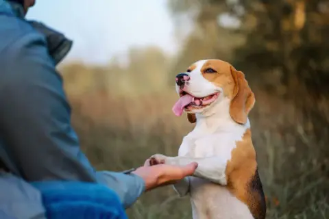 Jak wytresować beagle: skuteczne metody i najczęstsze błędy