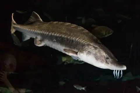 Un esturgeon, le poisson qui donne le précieux caviar, nage dans les profondeurs sombres.