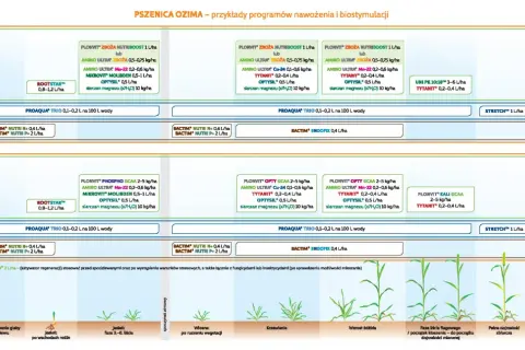 Programy nawożenia i biostymulacji pszenicy ozimej: przykłady, dawki i fazy rozwoju roślin. Kluczowe dla pszenica bilans.