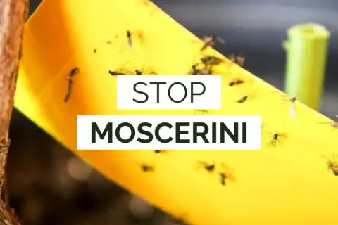 Nastro giallo cattura moscerini fastidiosi. Il bicarbonato può essere un rimedio naturale per le tue piante.
