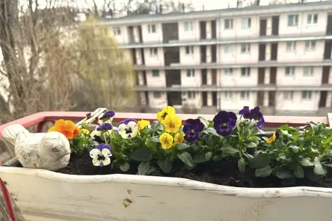 Kolorowe bratki w skrzynce na balkonie, kwitnące od wiosny do jesieni, cieszą oko.
