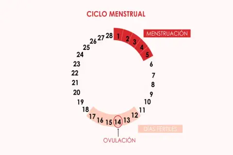 Diagrama del ciclo menstrual, mostrando la menstruación, los días fértiles y cuándo ovula una mujer, alrededor del día 14.