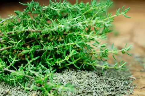 Frischer und getrockneter Thymian auf Holz. Vorsicht: Thymian giftig in großen Mengen.
