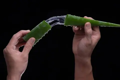 Hände halten zwei Aloe-Vera-Stücke, aus denen ein klarer Saft fließt. Aloe vera bei verbrennungen – eine natürliche Linderung.