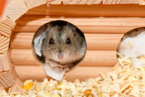 Chomik wygląda z otworu drewnianego domku, otoczony trocinami i ziarnami.