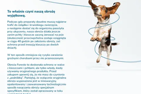 Czy obroża na kleszcze jest skuteczna? Sprawdź, co musisz wiedzieć