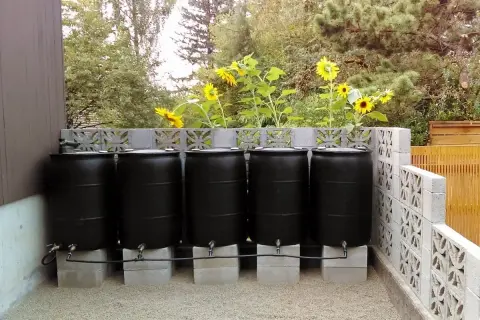A DIY rain barrel system with four black barrels connected by hoses, set on concrete blocks behind a decorative cinder block wall. Sunflowers bloom above.