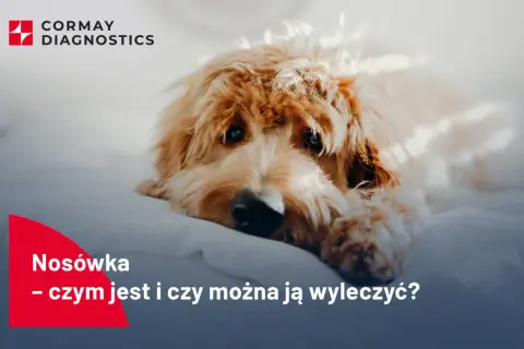 Smutny, kudłaty pies leżący na białym tle. Logo Cormay Diagnostics.