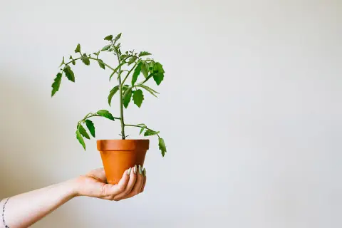 En hand håller en kruka med en tomatplanta. Snart blir det dags att tjuva tomater från denna lilla planta.