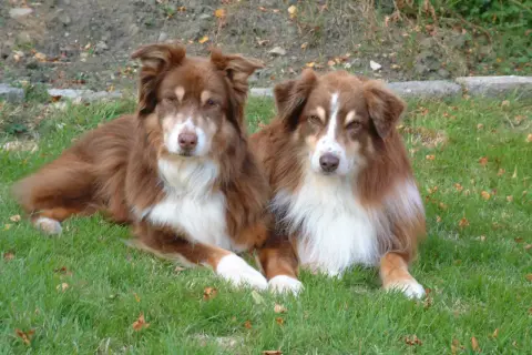 Zwei braune Mini Australian Shepherds liegen entspannt im Gras.