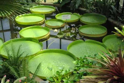 Gigantyczne lilie wodne w ogrodzie botanicznym Liberec. Woda odbija zieleń liści i szklany dach oranżerii.