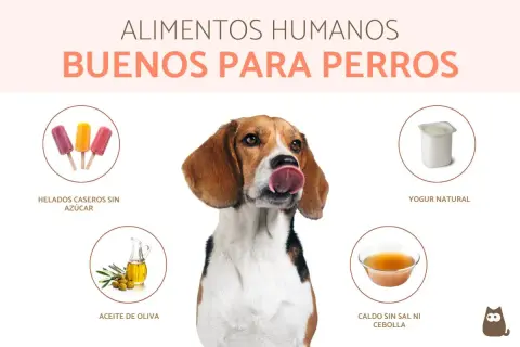 Un beagle saborea la idea de comida saludable para perros: helados sin azúcar, yogur natural, aceite de oliva y caldo sin sal.