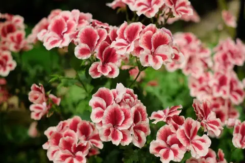 Kwitnąca pelargonia angielska o dwukolorowych, różowo-białych kwiatach, tworząca gęste baldachy na tle zielonych liści.