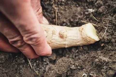 Dłoń układa kawałek korzenia imbiru w ziemi. To początek, jak sadzić chrzan, by cieszyć się jego smakiem.