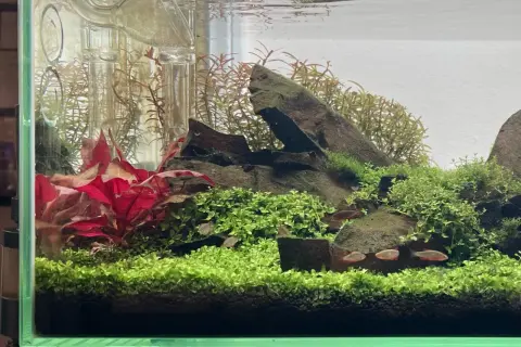 Un aquarium planté avec des poissons rouges nageant parmi la verdure luxuriante. La **Proserpinaca palustris** forme un tapis dense, contrastant avec les feuilles rouges vives et les rochers sombres.