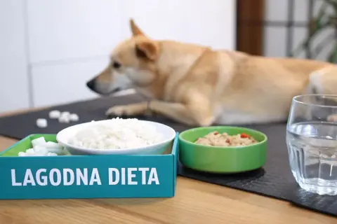 Łagodna dieta dla psa: ryż, gotowane mięso i woda. Gdy pies ma wymioty, takie jedzenie pomoże mu wrócić do formy.