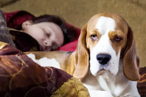 Un beagle duerme pegado a su humano. El perro parece un poco triste, pero está cómodo.
