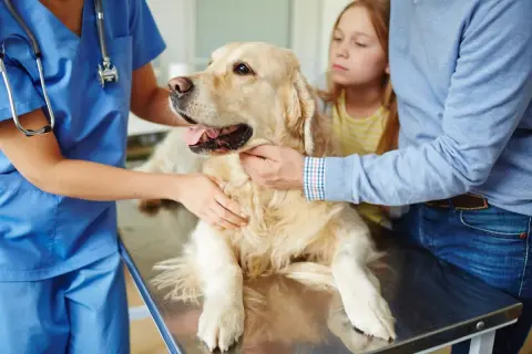 Un vétérinaire examine un golden retriever, inquiets, un enfant et un homme observent. Le chien pourrait avoir la toux du chenil.