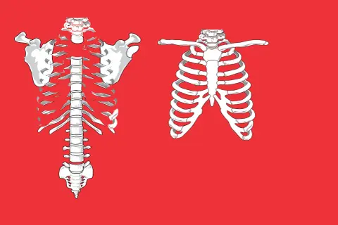 Szkielet klatki piersiowej z widocznymi żebrami i kręgosłupem. Ilustracja może pomóc zrozumieć objawy pękniętego żebra.