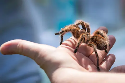 Una tarantola pelosa cammina su una mano aperta. Il suo morso, sebbene non sia un problema per questa specie, è un ricordo della natura selvaggia.