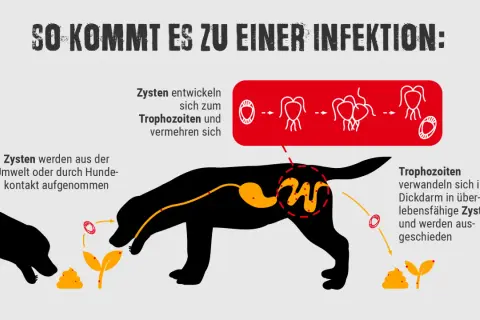 Schema erklärt, wie ein Hund Giardien aufnimmt und wie sich die Parasiten im Körper vermehren.