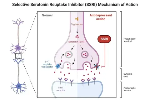 Schemat działania SSRI leków: blokowanie wychwytu zwrotnego serotoniny w synapsie, zwiększając jej dostępność.