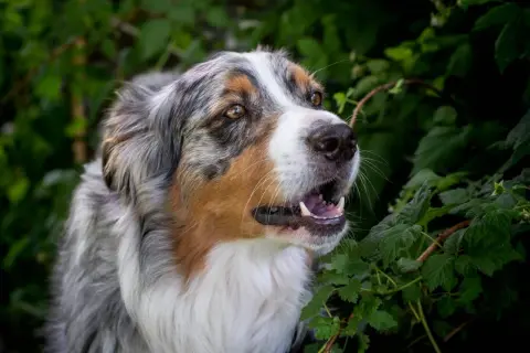 Ein wunderschöner Australian Shepherd mit auffälligen Augen und einem breiten Grinsen. Vielleicht sucht er nach Ideen für australian shepherd namen?