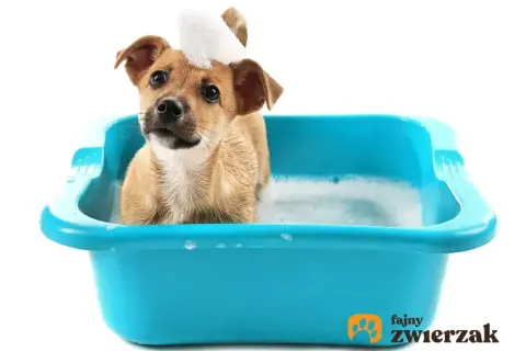 Kiedy pierwszy raz wykąpać szczeniaka, aby zapewnić mu bezpieczeństwo?