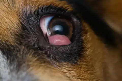 Primer plano del ojo de un perro con conjuntivitis, mostrando los ojos rojos y la membrana nictitante.