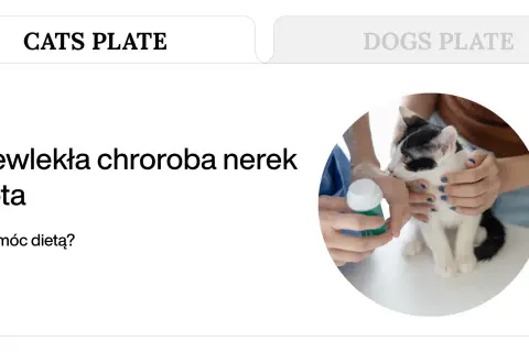 Kot z przewlekłą chorobą nerek otrzymuje pomoc dietetyczną.