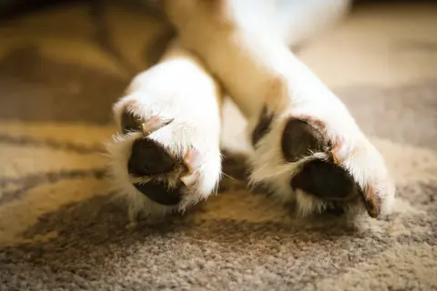 Nahaufnahme von Hundepfoten, die sich auf einem Teppich putzen. Der Hund leckt seine Pfoten, vielleicht aus Langeweile oder psychischer Anspannung.