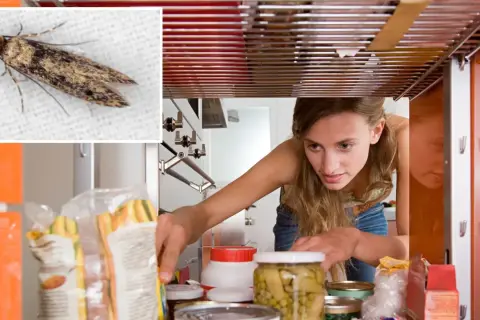 Une femme inspecte son garde-manger, cherchant comment se débarrasser des mites alimentaires. Une mite est visible en gros plan.