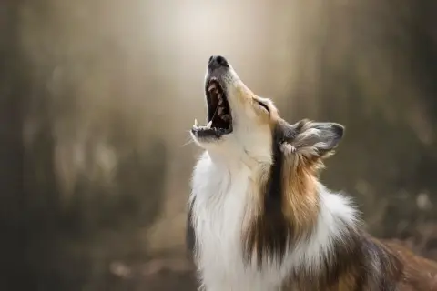Un perro de pelaje tricolor aúlla con la boca abierta, como si mi perro ladra cuando me voy y me extrañara mucho.